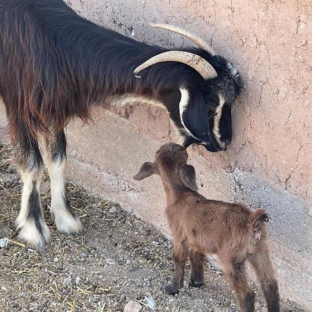 Laho Lodge Lalla Takerkoust Dış mekan fotoğraf